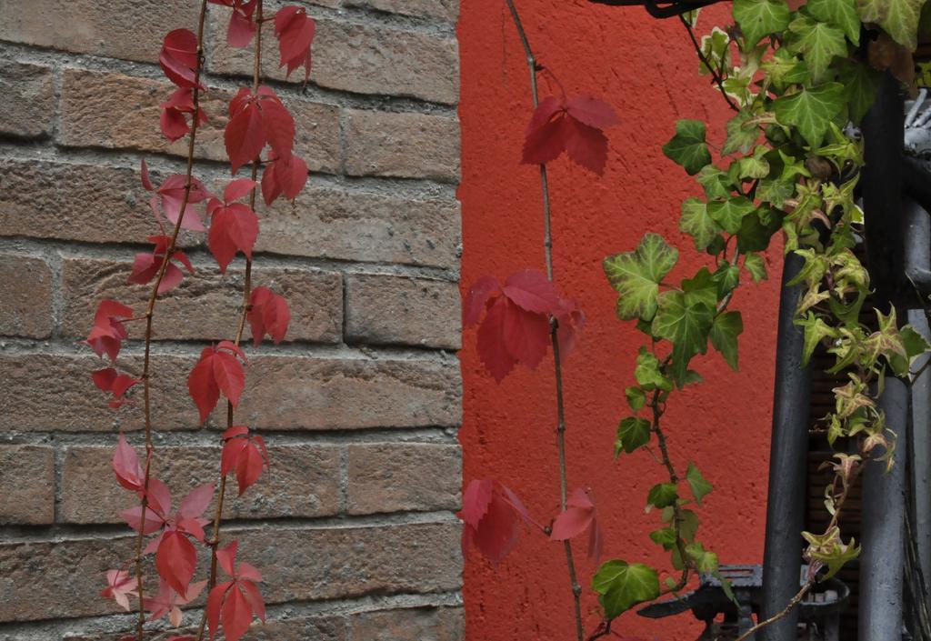 B&B Edera Castagnole Piemonte Экстерьер фото
